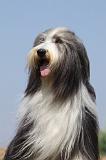 BEARDED COLLIE 179